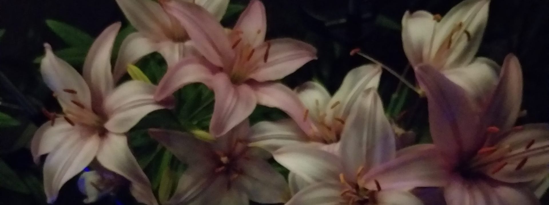 Humanisti hunningolla